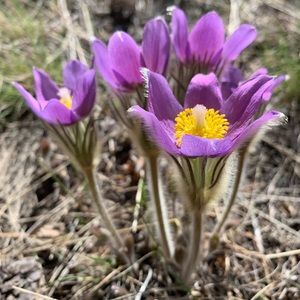 Meet your Posher, Carlyn